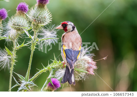 European goldfinch, feeding on the seeds of thistles. Carduelis carduelis. 106657343