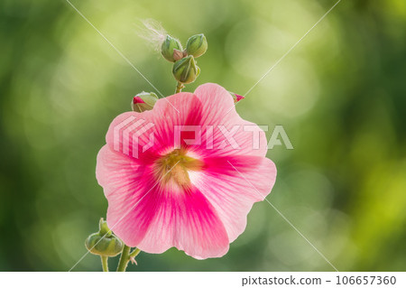 Pink flowers of Hibiscus moscheutos plant close-up. Hibiscus moscheutos, swamp hibiscus, 106657360