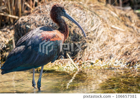 The glossy ibis, latin name Plegadis falcinellus, searching for food in the shallow lagoon. The glossy ibis, latin name Plegadis falcinellus, searching for food in the shallow lagoon. 106657381