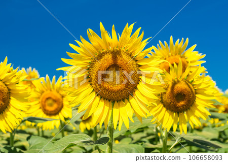 [東京]盛開的向日葵田——清瀨向日葵節 106658093