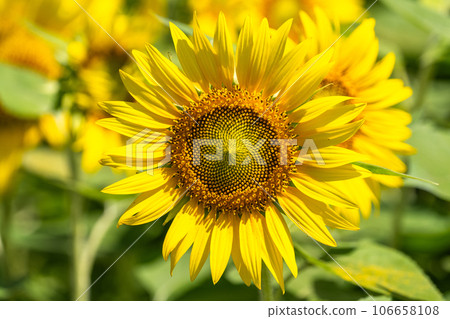 [Tokyo] Sunflower field in full bloom - Kiyose Sunflower Festival 106658108