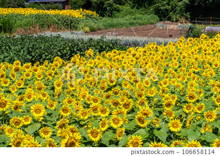 [東京]盛開的向日葵田——清瀨向日葵節 106658114