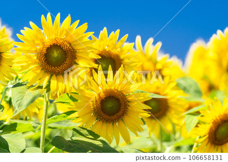 [東京]盛開的向日葵田——清瀨向日葵節 106658131