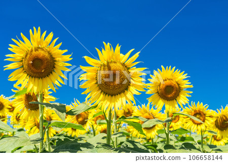 [Tokyo] Sunflower field in full bloom - Kiyose Sunflower Festival 106658144