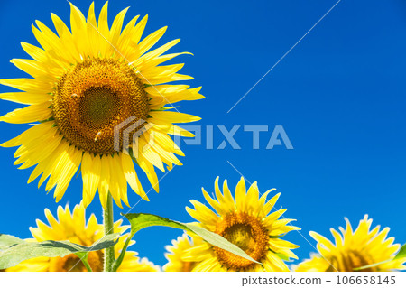 [Tokyo] Sunflower field in full bloom - Kiyose Sunflower Festival 106658145