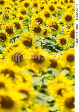 [Tokyo] Sunflower field in full bloom - Kiyose Sunflower Festival 106658154