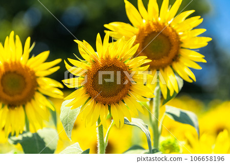 [東京]盛開的向日葵田——清瀨向日葵節 106658196