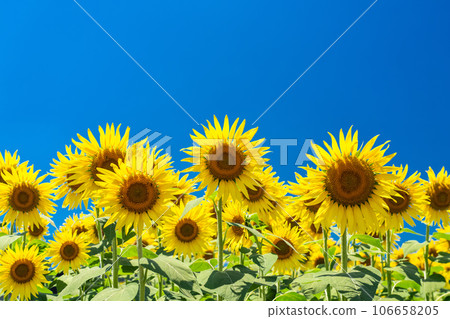 [Tokyo] Sunflower field in full bloom - Kiyose Sunflower Festival 106658205