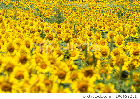 [Tokyo] Sunflower field in full bloom - Kiyose Sunflower Festival 106658211