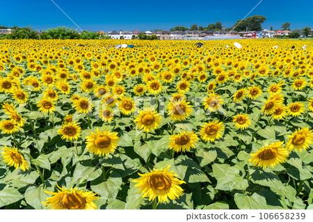 [Tokyo] Sunflower field in full bloom - Kiyose Sunflower Festival 106658239