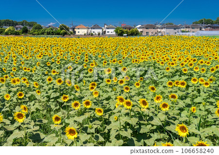 [Tokyo] Sunflower field in full bloom - Kiyose Sunflower Festival 106658240