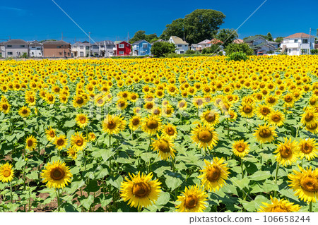 [Tokyo] Sunflower field in full bloom - Kiyose Sunflower Festival 106658244