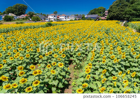 [東京]盛開的向日葵田——清瀨向日葵節 106658245