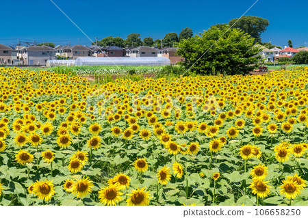 [Tokyo] Sunflower field in full bloom - Kiyose Sunflower Festival 106658250