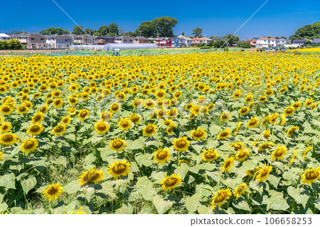 [Tokyo] Sunflower field in full bloom - Kiyose Sunflower Festival 106658253