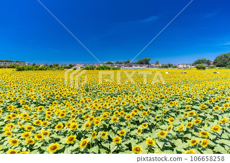 [Tokyo] Sunflower field in full bloom - Kiyose Sunflower Festival 106658258