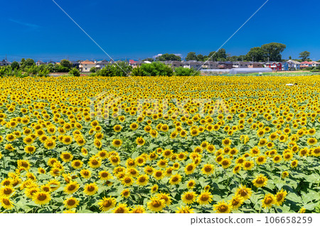 [Tokyo] Sunflower field in full bloom - Kiyose Sunflower Festival 106658259