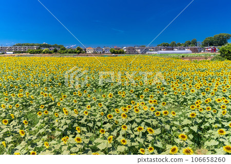 [Tokyo] Sunflower field in full bloom - Kiyose Sunflower Festival 106658260
