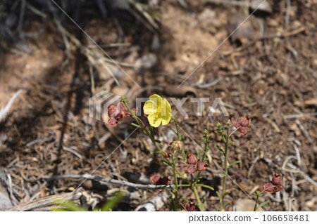 Common rockrose 106658481