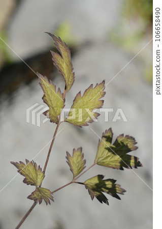 Baneberry Black Negligee Baneberry Black Negligee 106658490