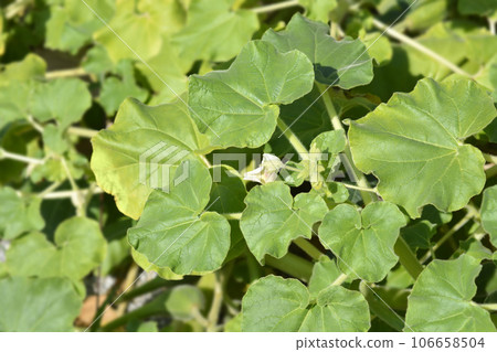 Common devils claw 106658504