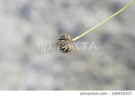 Giant scabious Giant scabious 106658507