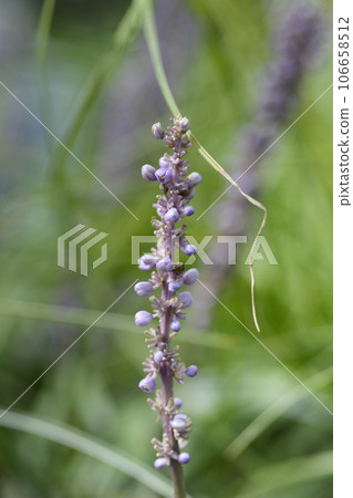 Big blue lilyturf Big blue lilyturf 106658512