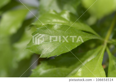 Golden Dewdrop Golden Dewdrop 106658514