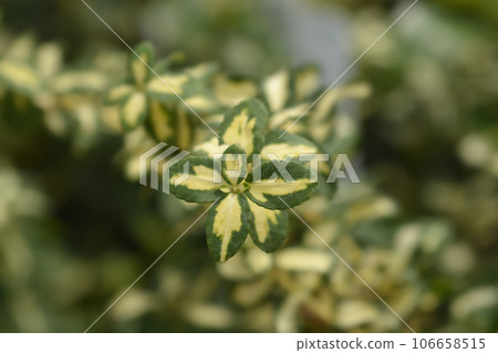Wintercreeper Blondy Wintercreeper Blondy 106658515