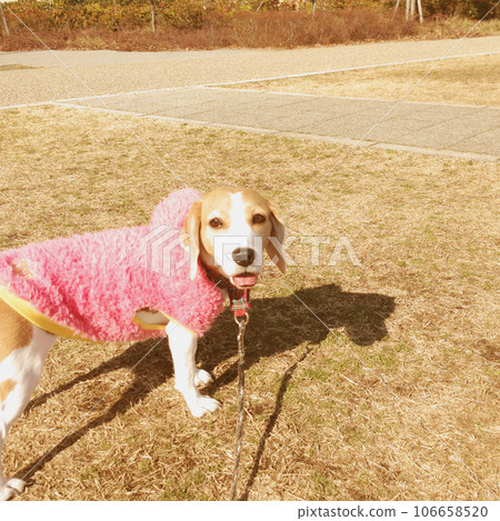 Beagle dog fun to walk Beagle dog fun to walk 106658520