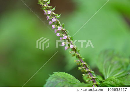 Blue shiso flower (pink) Blue shiso flower (pink) 106658557