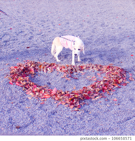 Fallen leaves of heart and beagle dog Fallen leaves of heart and beagle dog 106658571