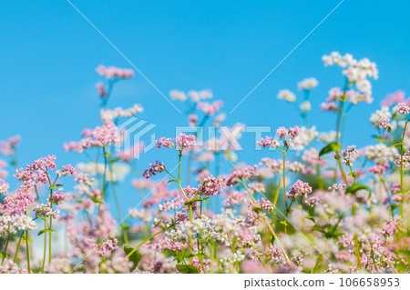 Blooming field of buckwheat on last summer days 106658953