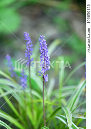雜色灌木蘭花的花朵 106659126