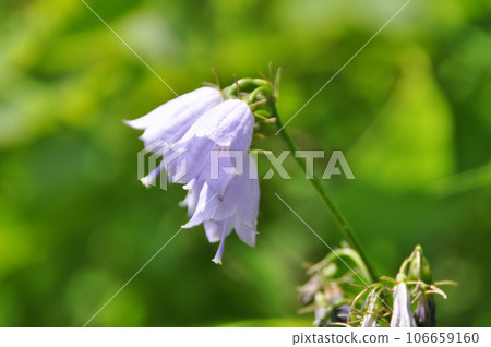 At Happoone 106659160