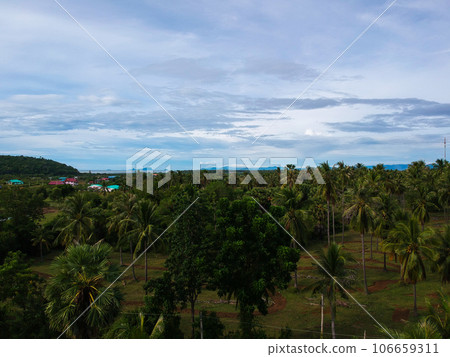 Coconut green field top view Coconut green field top view 106659311