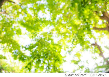 Abstract blurred green tree leaf sun shine background 106659473