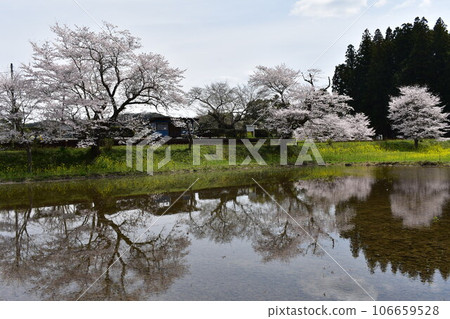 Kominato Railway Iikyu Itabu Iikyu Station Kominato Tetsudo Chiba Prefecture Ichihara City Steam Locomotive SL Cherry Blossoms Nanohana Spring 106659528
