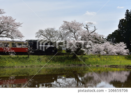 小湊鐵道 伊急板飯飯急站 櫻花 油花春天 小湊鐵道 千葉縣 市原市 房總半島 SL 蒸汽機車 106659706