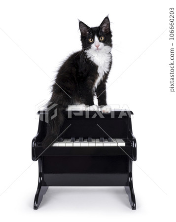 Cat with piano on white background Cat with piano on white background 106660203