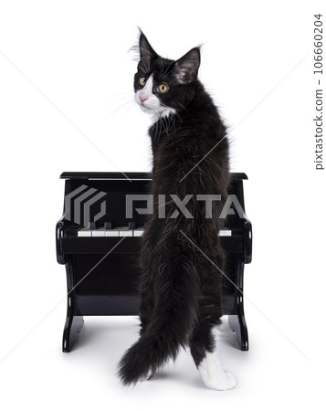 Cat with piano on white background Cat with piano on white background 106660204