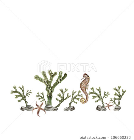 Composition of algae, stones, seahorse and starfish. High quality watercolor illustration Composition of algae, stones, seahorse and starfish. High quality watercolor illustration 106660223