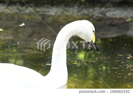 Tundra swan 8 Tundra swan 8 106660292
