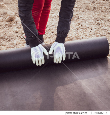 A woman spreads a roll of black agricultural fiber on the ground A woman spreads a roll of black agricultural fiber on the ground 106660293