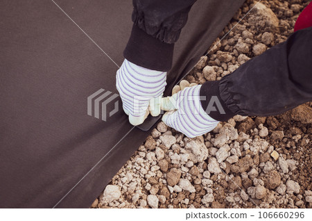 A person hammers a plastic stake into the ground to hold the agrofibre on the ground. A person hammers a plastic stake into the ground to hold the agrofibre on the ground. 106660296