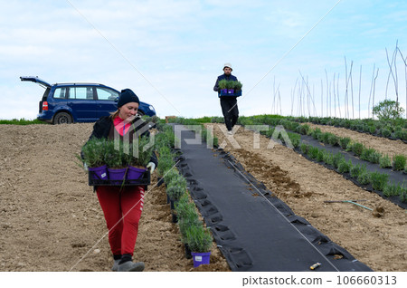 A woman carries lavender seedlings in a box A woman carries lavender seedlings in a box 106660313
