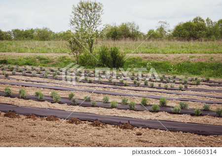 Lavender is planted in the soil and the soil around the lavender bush is covered with agrofibre. 106660314