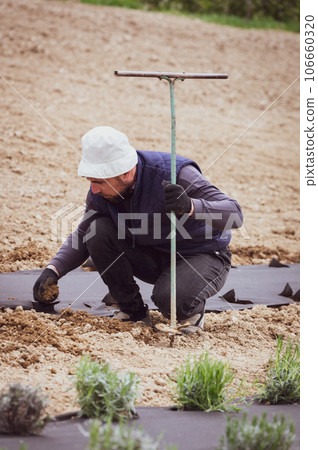 A man makes a hole in the ground with a hand drill for planting lavender. A man makes a hole in the ground with a hand drill for planting lavender. 106660320