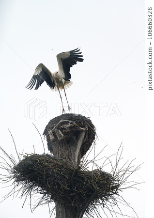The stork sits on the nest, the stork's wings are open above the nest. 106660328