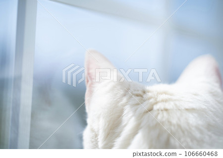 看著窗外的貓 106660468